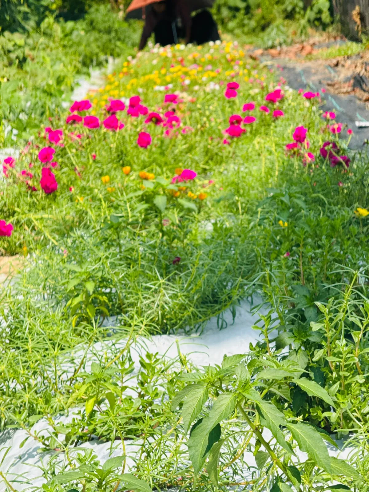 Pathumani Plant – 3 Cuttings
