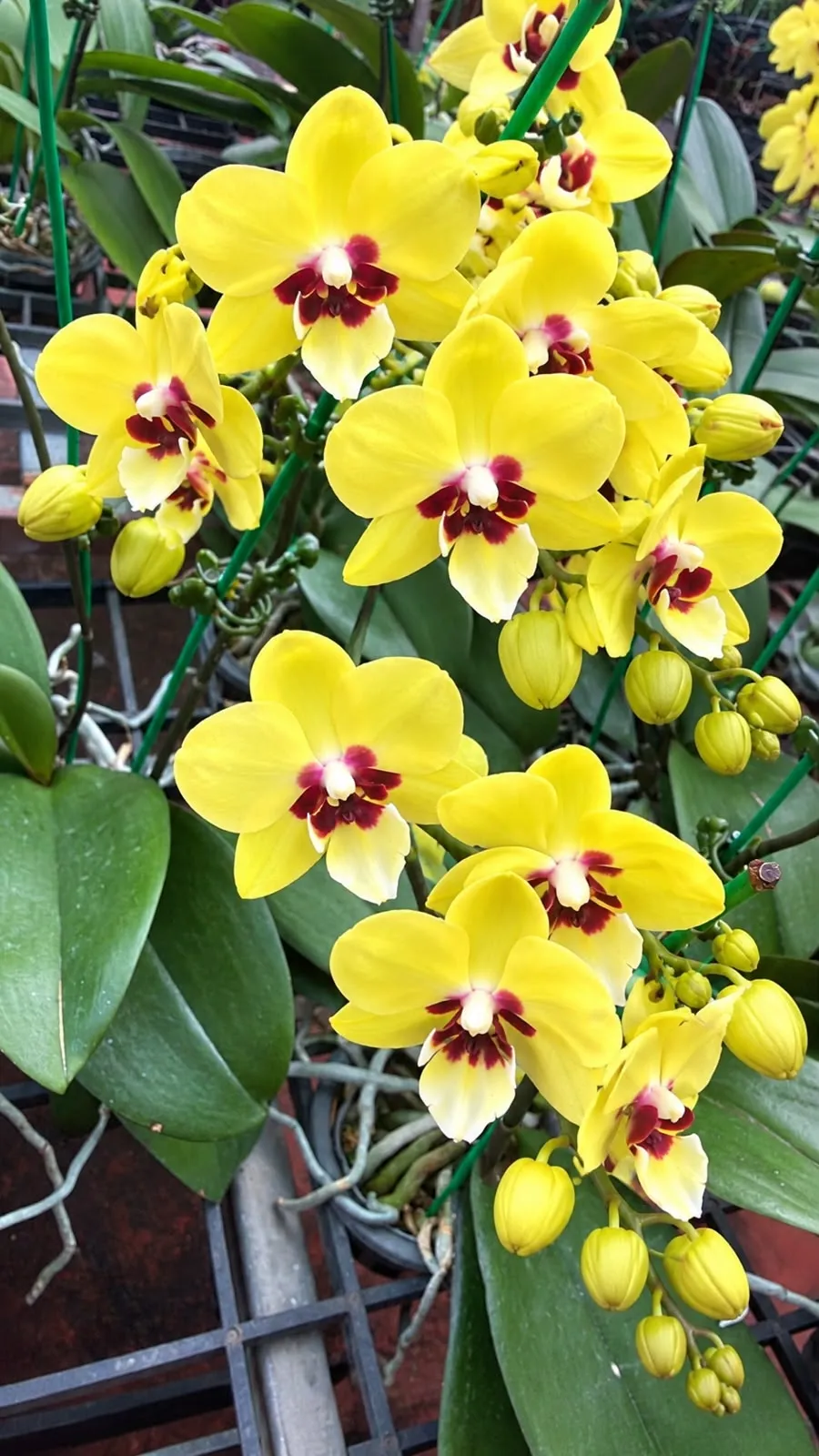Phalaenopsis with flower – Lee 1280