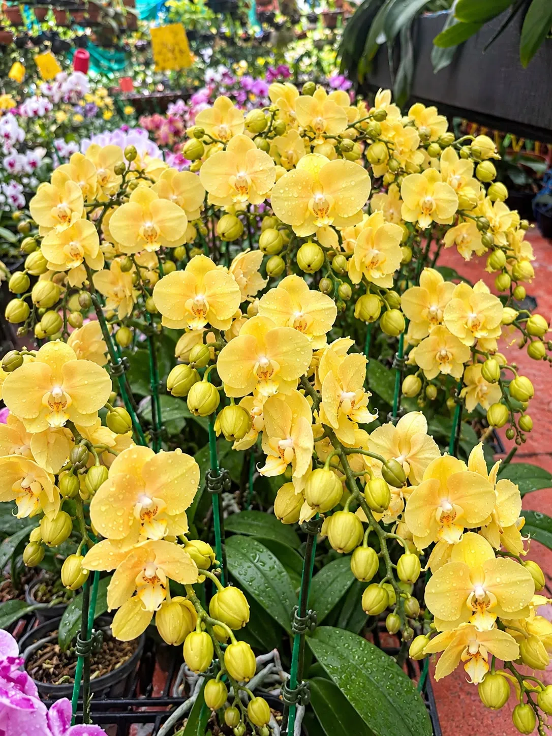 Phalaenopsis with flower – GL021651
