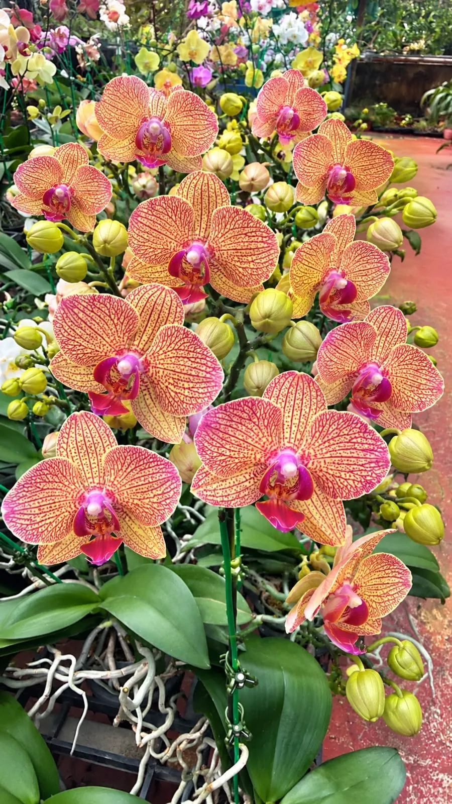 Phalaenopsis with flower – GL045713