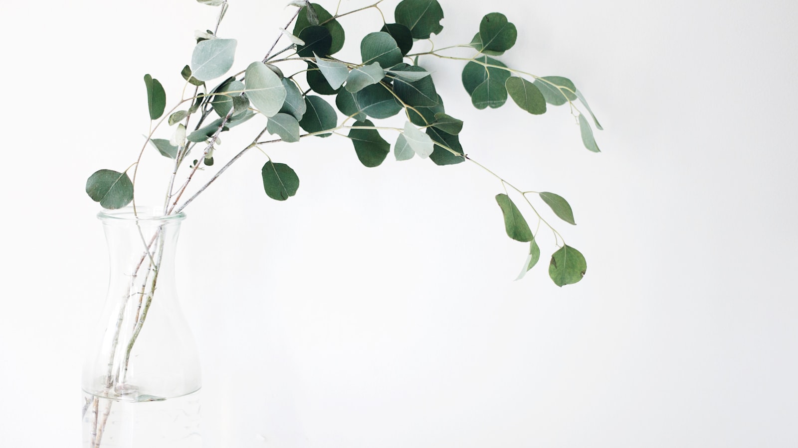 Beautiful indoor garden setup